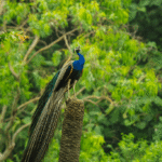 Photography in the Untamed: Bringing Wildlife Stories to Life