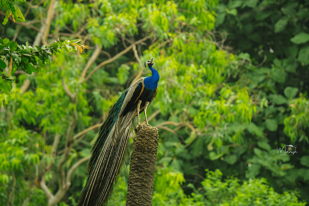 Photography in the Untamed: Bringing Wildlife Stories to Life