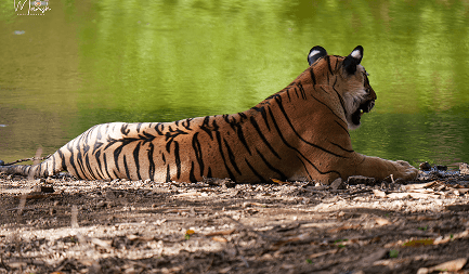 Tiger sitting near water wildlife photography