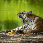 The Heart of the Jungle: Tigers in the Reserved Forest