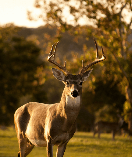 Wildlife Photography in Madhya Pradesh: Best Parks to Visit