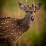 Spotted deer wildlife photography