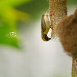 Butterfly macro photography on tree