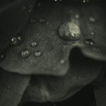 Black and white macro photography of water drops on leaf