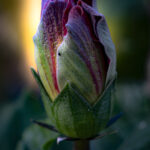 Flower bud macro fine art photography