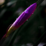 Purple flower macro fine art photography